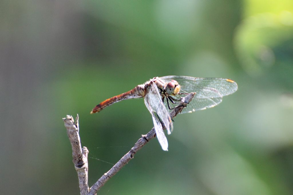 Sympetrum fonscolombei vecchiotto? S, ma femmina